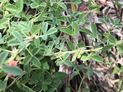 Indigofera trifoliata, photographed by 黃美滿