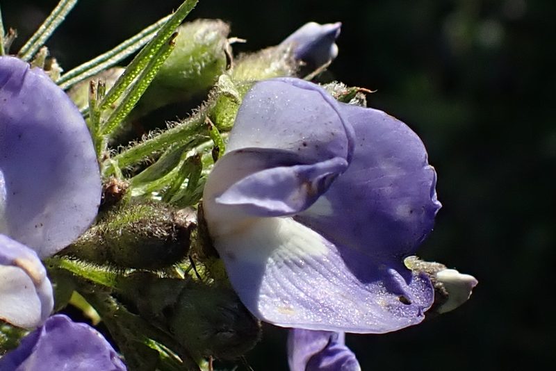 Psoralea affinis, photographed by Di Turner