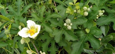 Lagenaria sphaerica, photographed by Rosemary Harrison