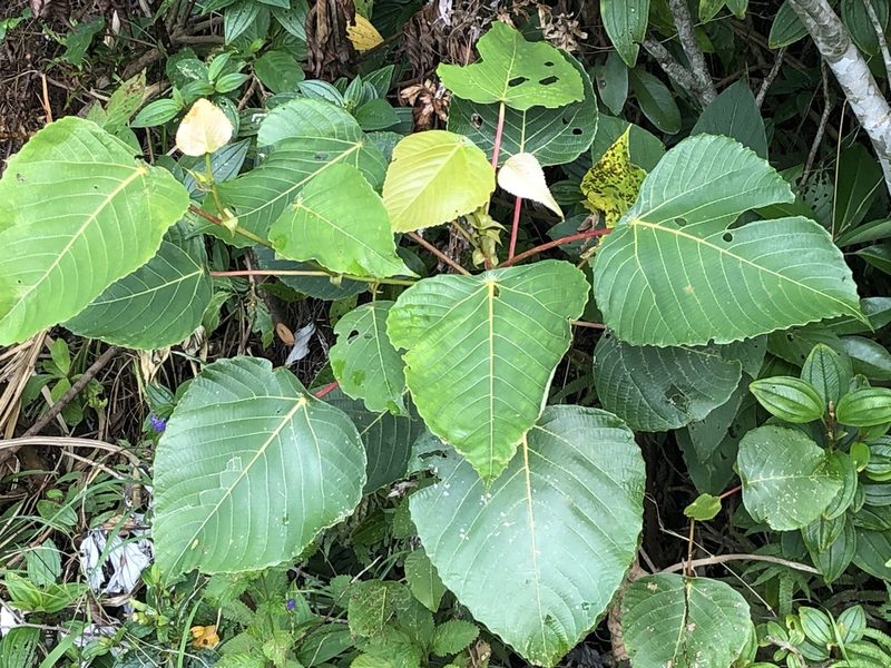 Macaranga sinensis, photographed by 黃美滿