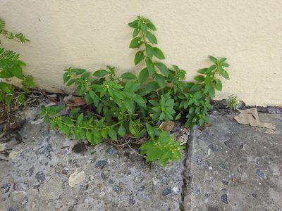 Pombalia parviflora, photographed by Eduardo Luis Beltrocco