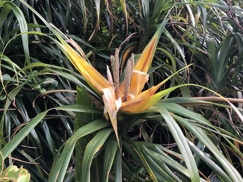 Freycinetia formosana, photographed by 黃美滿