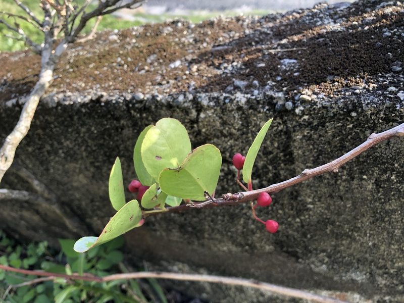 Gymnosporia emarginata, photographed by 黃美滿