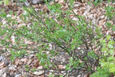 Cytisus nigricans, photographed by ihaerringer