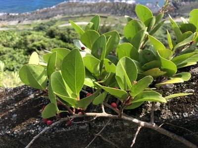 Gymnosporia emarginata, photographed by 黃美滿