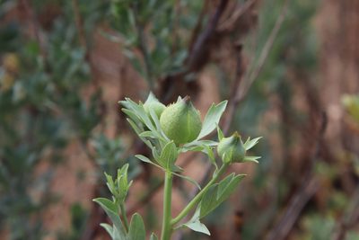 Romneya trichocalyx, photographed by Millie Basden