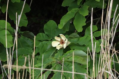 Magnolia obovata, photographed by Se Lena