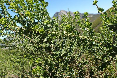 Psoralea stachyera, photographed by Di Turner