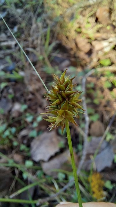 Carex glomerata, photographed by kevin koen