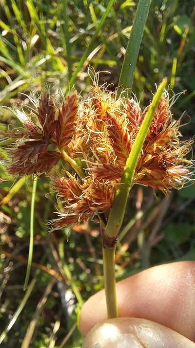 Cyperus mundii, photographed by kevin koen