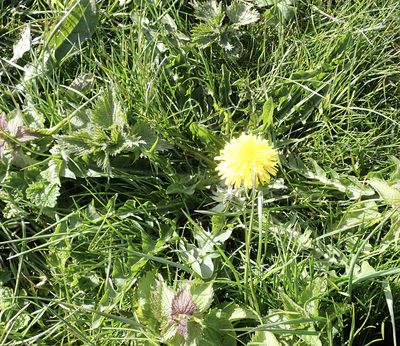 Taraxacum piceatum, photographed by Jerry Lanfear