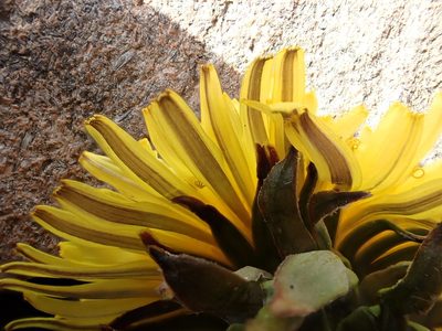 Taraxacum piceatum, photographed by Jerry Lanfear