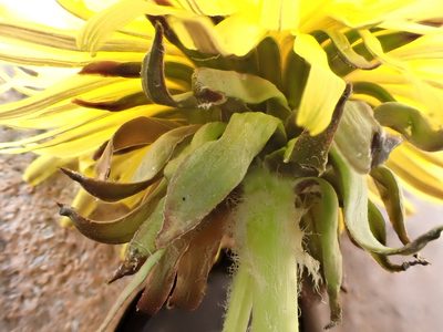 Taraxacum piceatum, photographed by Jerry Lanfear