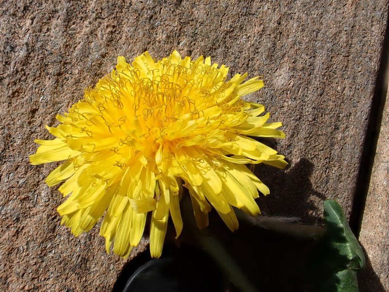 Taraxacum piceatum, photographed by Jerry Lanfear