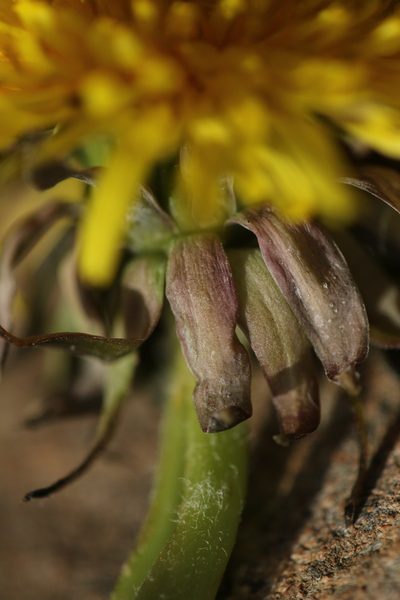 Taraxacum piceatum, photographed by Jerry Lanfear