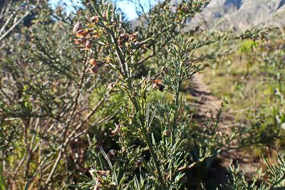 Psoralea axillaris, photographed by Di Turner
