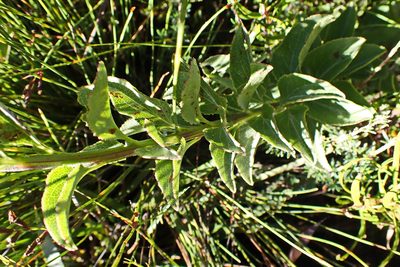 Senecio crenatus, photographed by Di Turner