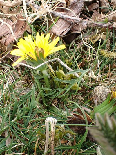 Taraxacum brachyglossum, photographed by Jerry Lanfear