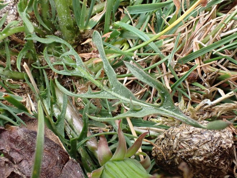 Taraxacum brachyglossum, photographed by Jerry Lanfear