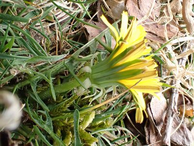Taraxacum brachyglossum, photographed by Jerry Lanfear