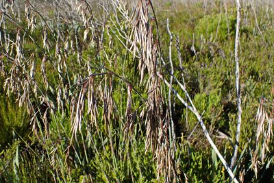Thamnochortus cinereus, photographed by Di Turner