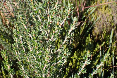 Cliffortia stricta, photographed by Di Turner