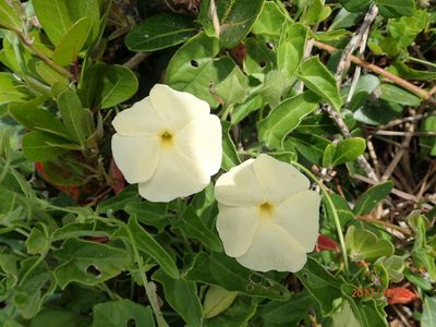 Thunbergia dregeana, photographed by Peter Warren