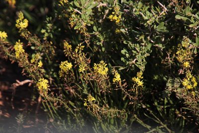 Bulbine frutescens, photographed by Tony Rebelo