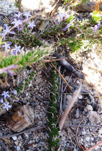 Merciera eckloniana, photographed by linkie