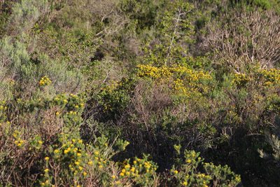 Oedera genistifolia, photographed by Tony Rebelo