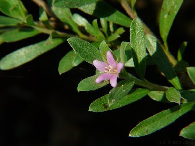 Rotula aquatica, photographed by Dinesh Valke