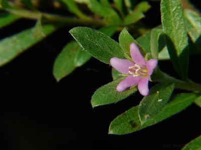 Rotula aquatica, photographed by Dinesh Valke