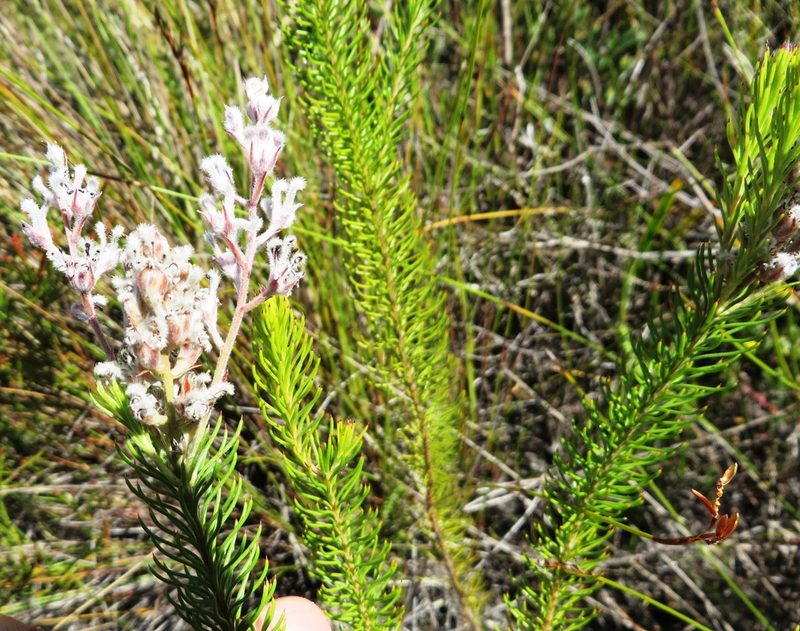 Spatalla propinqua, photographed by linkie