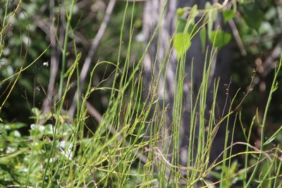 Chloracantha spinosa, photographed by Millie Basden