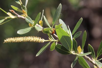 Salix laevigata, photographed by Millie Basden