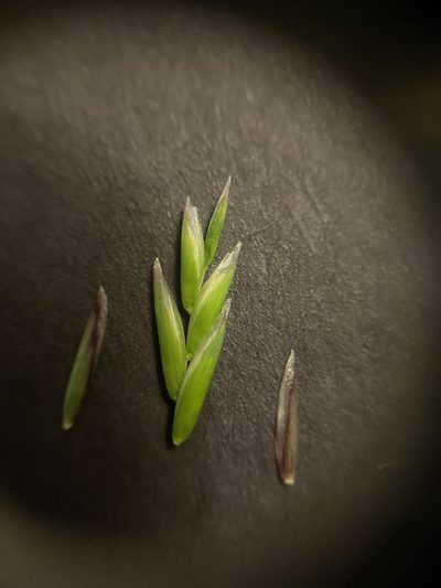Melica harfordii, photographed by Dee Shea Himes