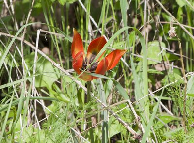 Tulipa orphanidea, photographed by katunchik