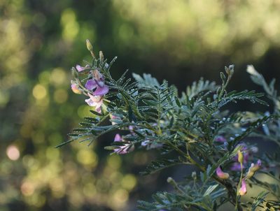 Virgilia oroboides, photographed by Justin Ponder