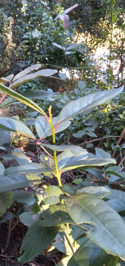 Allocassine laurifolia, photographed by Rosemary Harrison