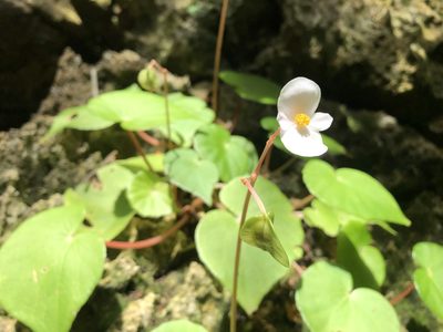 Begonia fenicis, photographed by 黃美滿