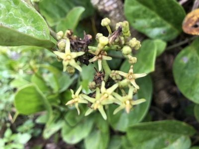 Parsonsia alboflavescens, photographed by 黃美滿