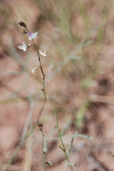 Astragalus proximus, photographed by Loren Cassin Sackett