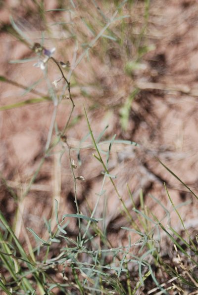 Astragalus proximus, photographed by Loren Cassin Sackett