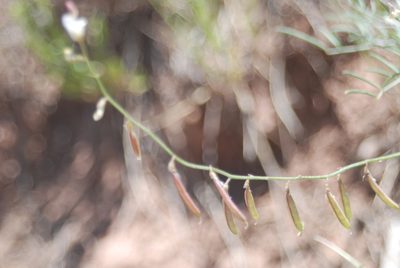 Astragalus proximus, photographed by Loren Cassin Sackett