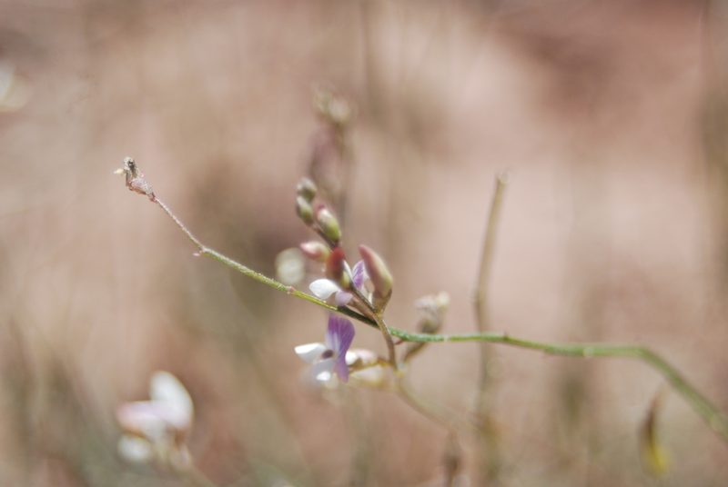 Astragalus proximus, photographed by Loren Cassin Sackett