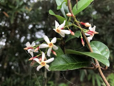 Trachelospermum asiaticum, photographed by 黃美滿