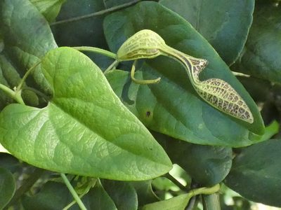 Aristolochia papillaris, photographed by Helio Lourencini