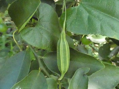 Aristolochia papillaris, photographed by Helio Lourencini