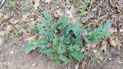 Astragalus cibarius, photographed by Mitch Van Dyke