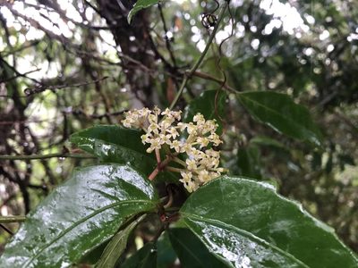 Tetrastigma formosanum, photographed by 黃美滿